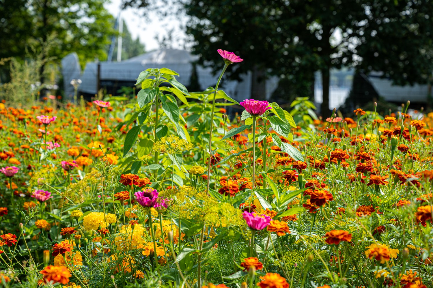 Nachhaltige Wildblumenwiese als Ergebnis proessioneller Grünflächenplanung. Nachhaltige Wildblumenwiese als Ergebnis proessioneller Grünflächenplanung.