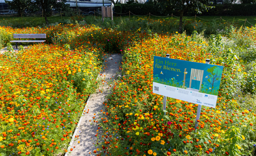 Wildblumenwiese in Duisburg mit Sitzbank im Hintergrund.