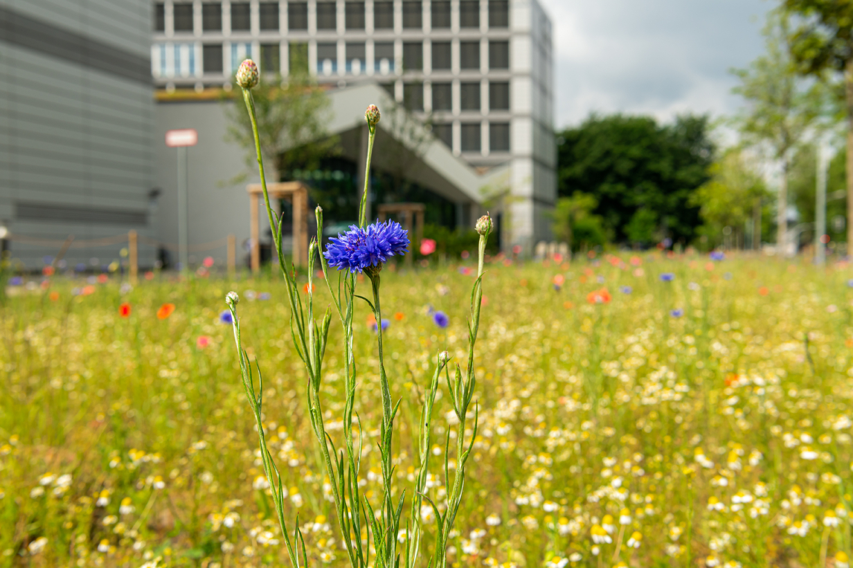 Blau blühende Blume auf einer Wiesenfläche neben einem Wohngebäude.