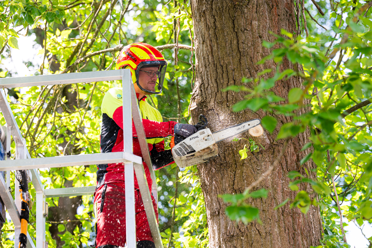 Mitarbeiter mit Motorsäge bei der Baumkontrolle. Mitarbeiter mit Motorsäge bei der Baumkontrolle.