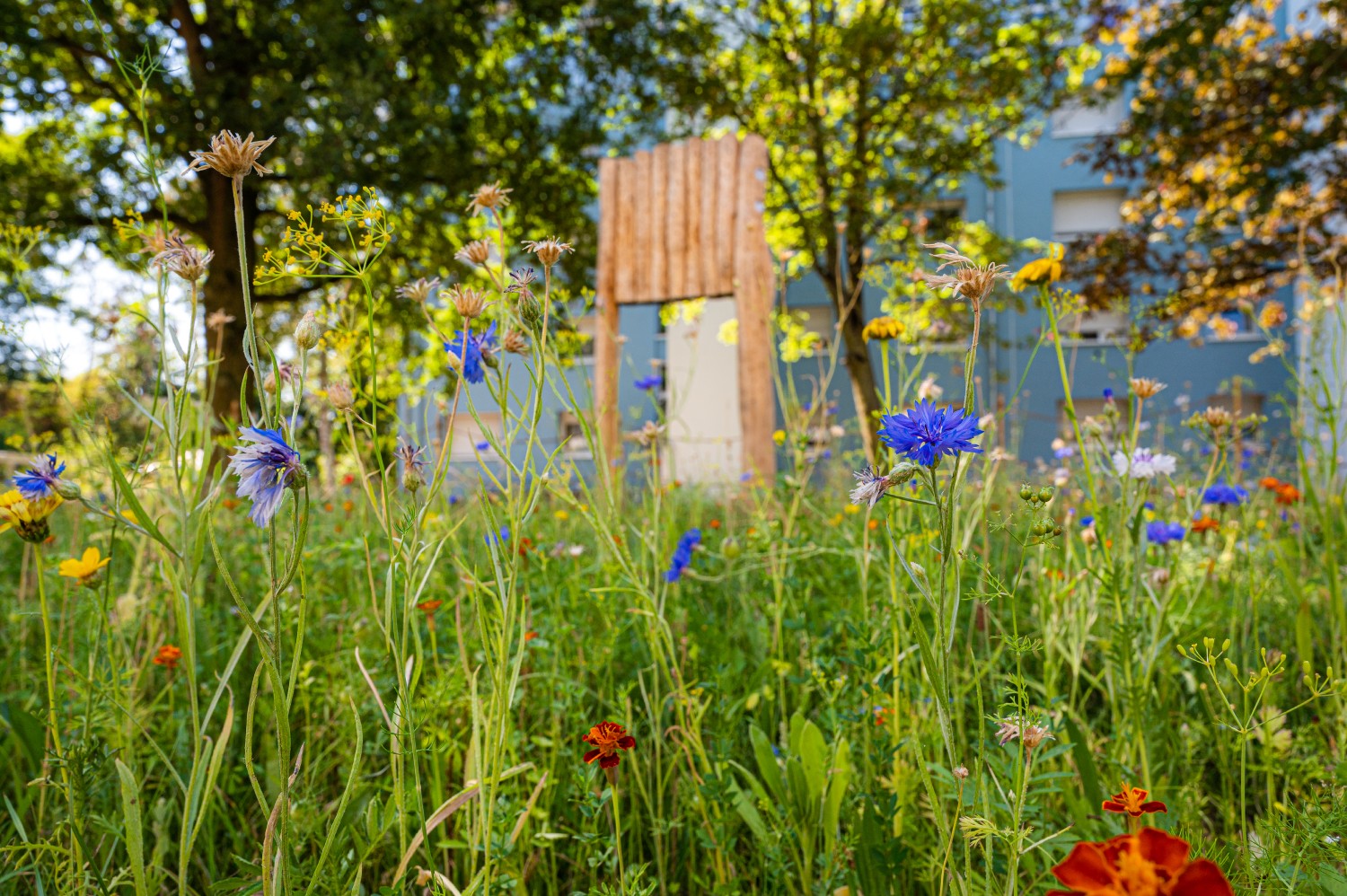 Blühende Blumenwiese in einem Vonovia Projekt in Grevenbroich. Blühende Blumenwiese in einem Vonovia Projekt in Grevenbroich.