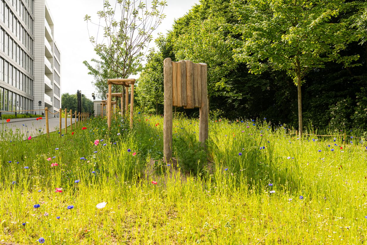 Wildblumenwiese neben der Vonovia Zentrale dank Biodiversitätskonzept.